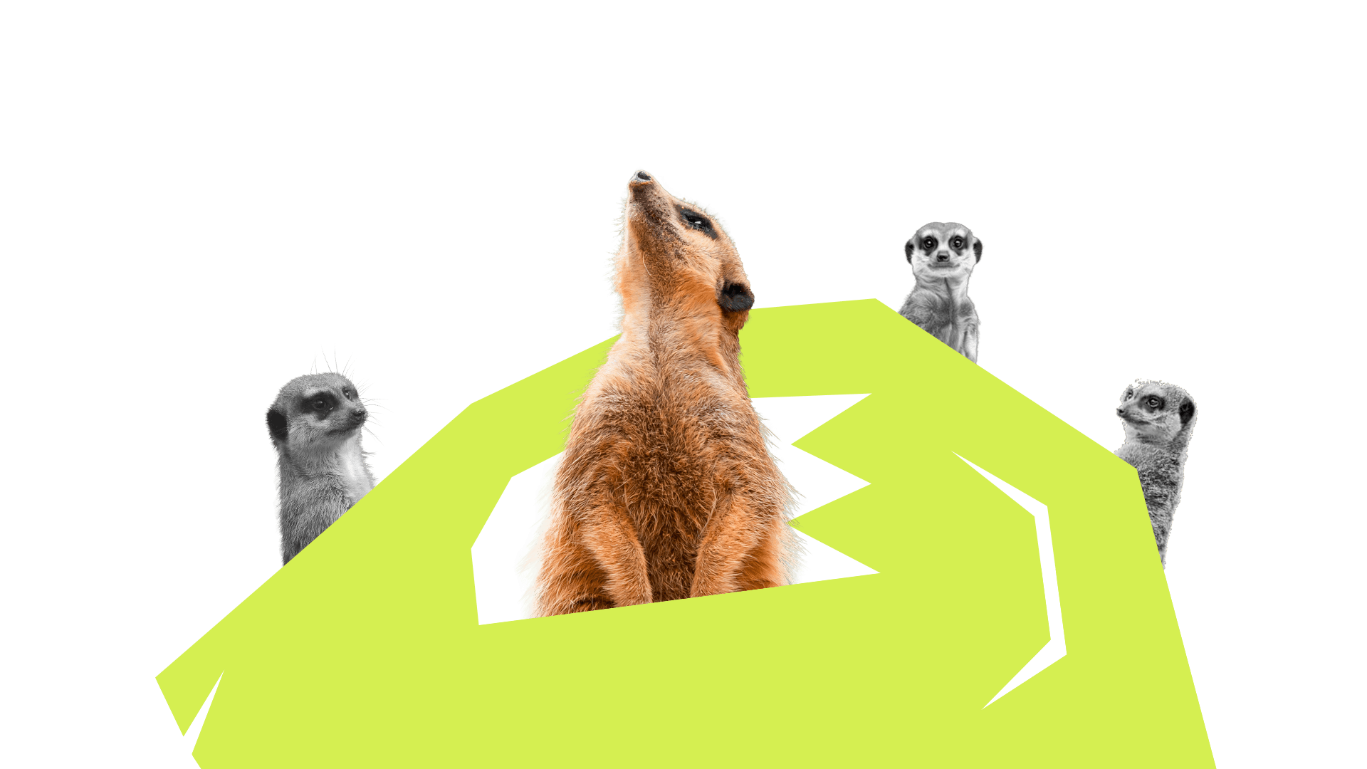 Suricá Studio - Motion Design e Animação